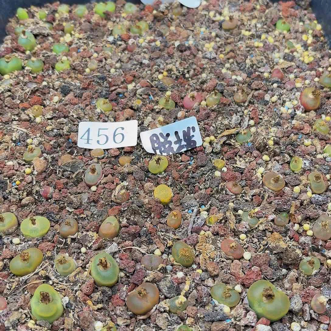 多肉植物多肉植物456