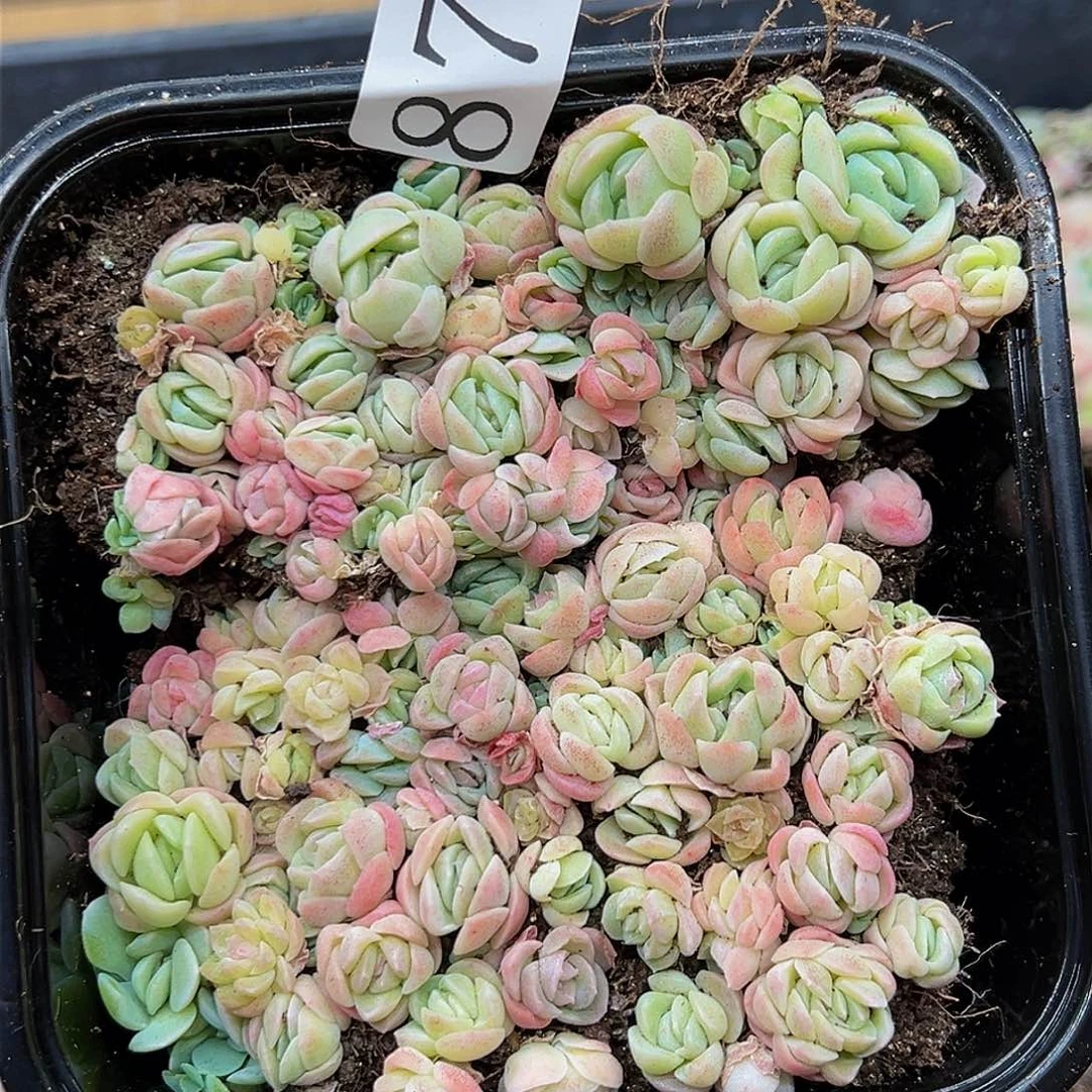 多肉植物多肉植物876