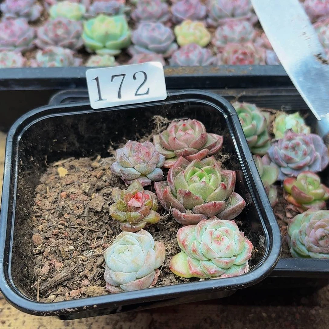 多肉植物多肉植物172