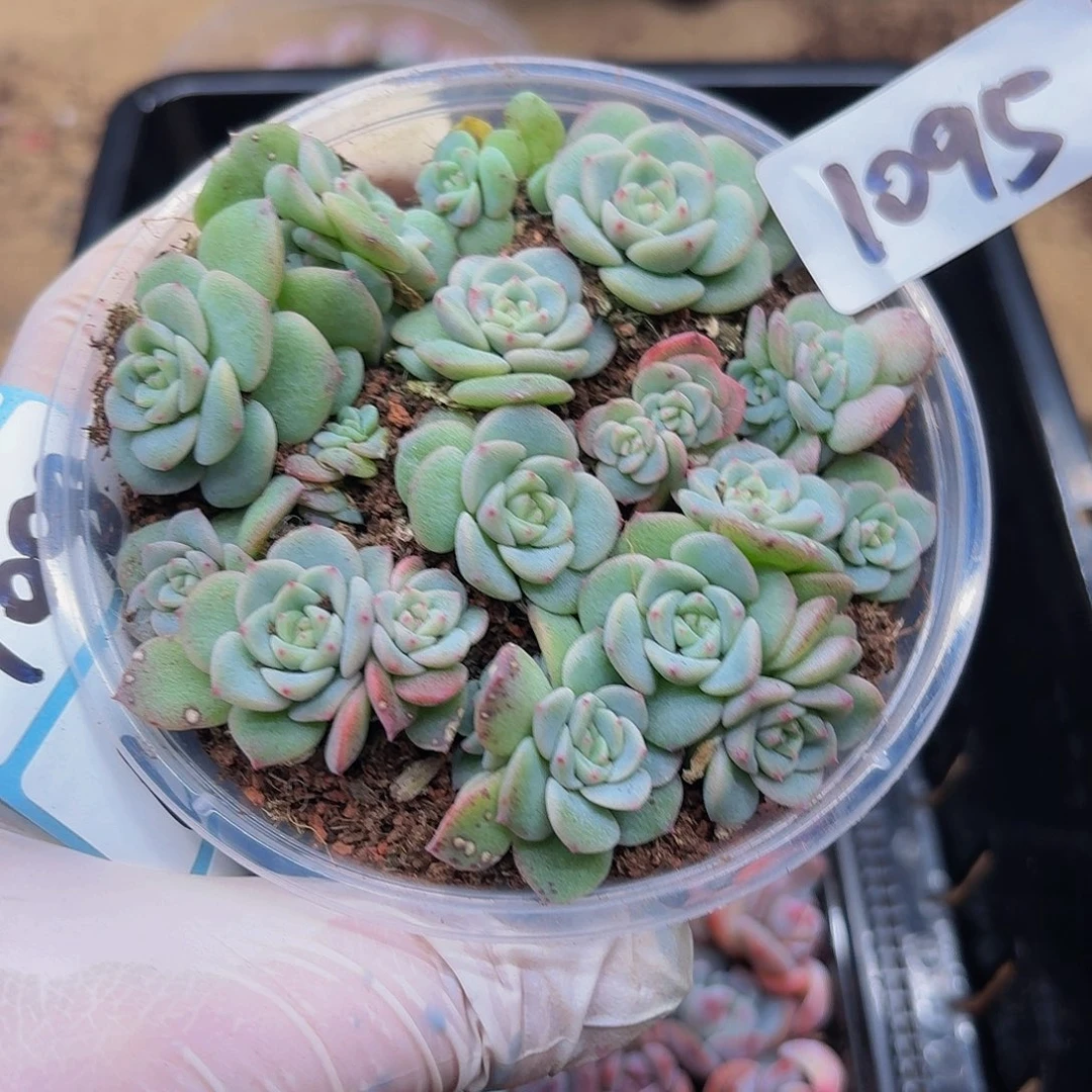 筱*多肉植物多肉植物1095