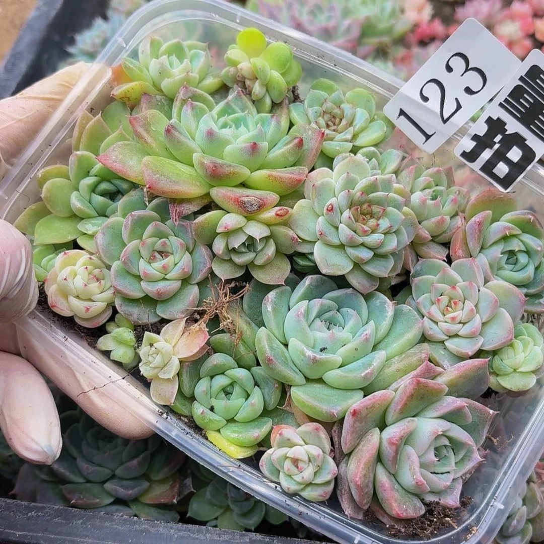 多肉植物多肉植物123量拍