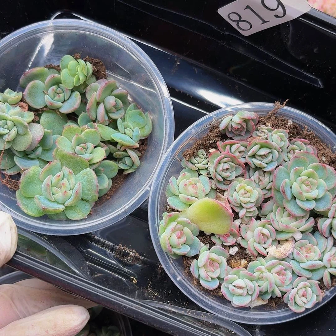 多肉植物多肉植物819