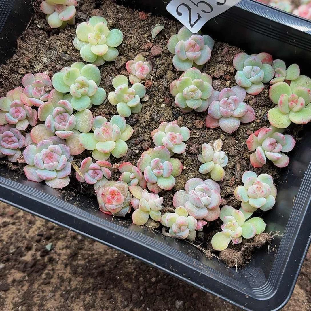 竹*多肉植物多肉植物259