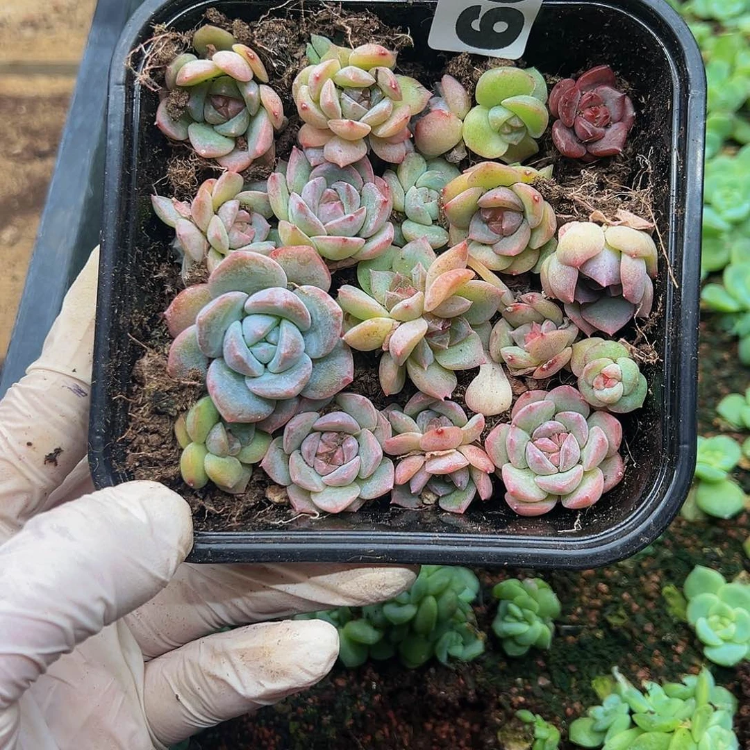 多肉植物多肉植物667