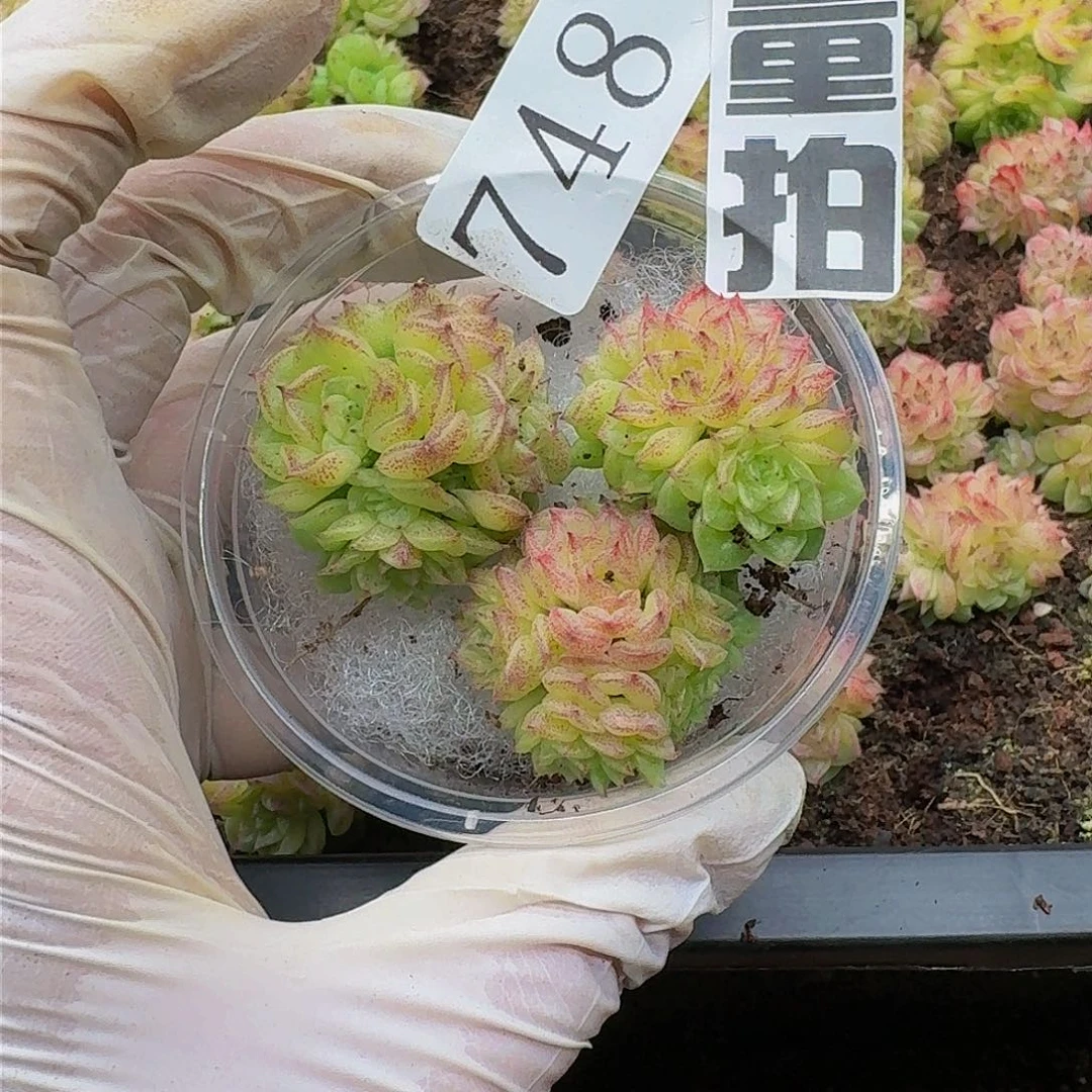 多肉植物多肉植物748量拍