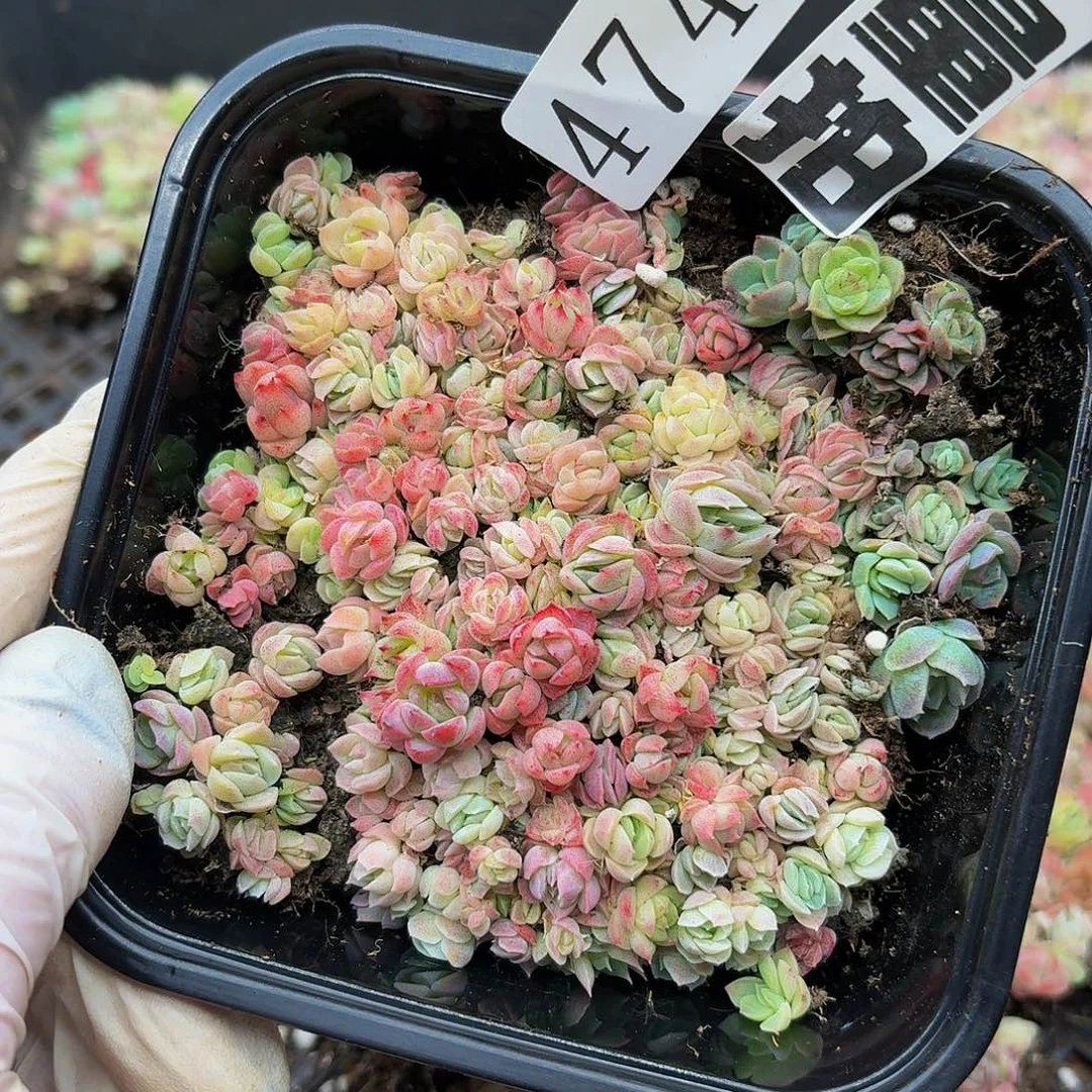 多肉植物多肉植物474量拍