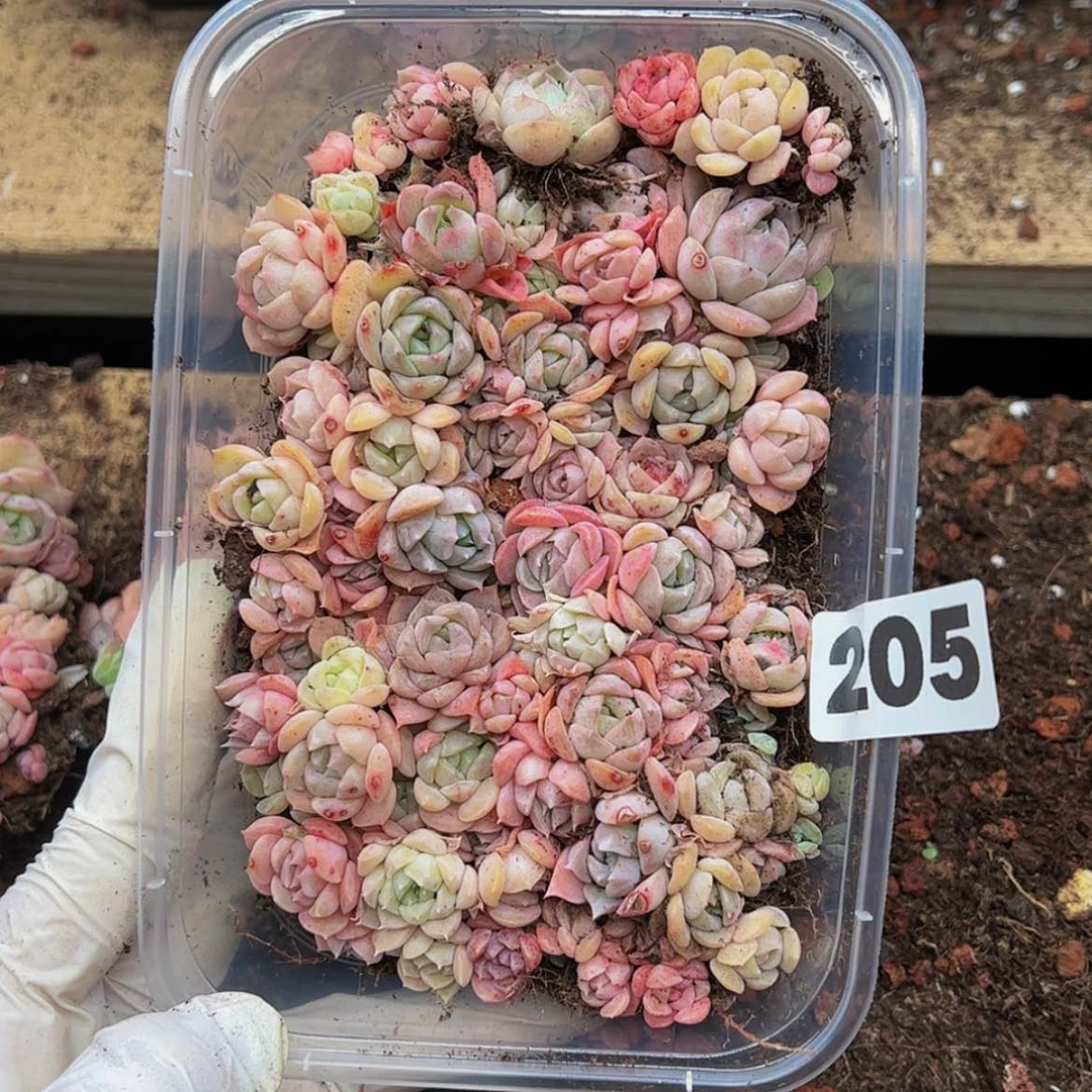 【闪购商品】多肉植物205