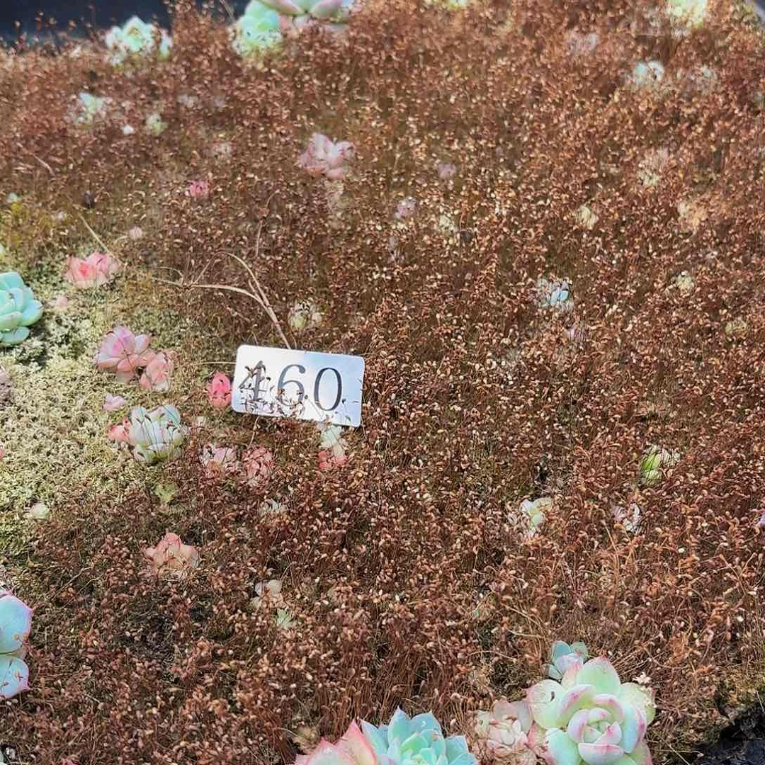 多肉植物多肉植物460