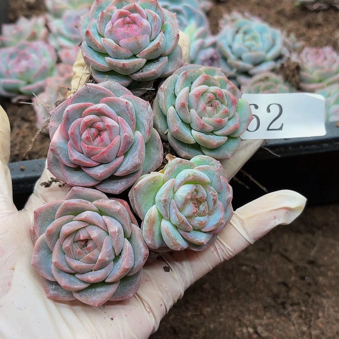 多肉植物多肉植物62