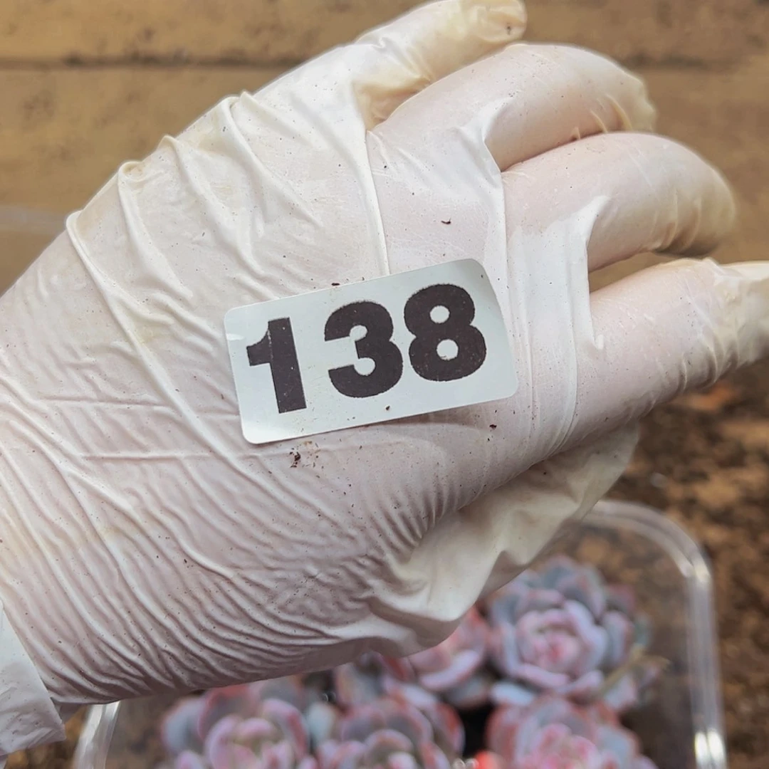 【闪购商品】138量拍10颗琥珀橙