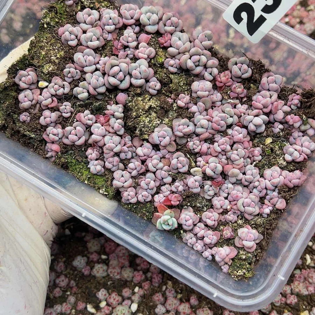 【闪购商品】多肉植物233