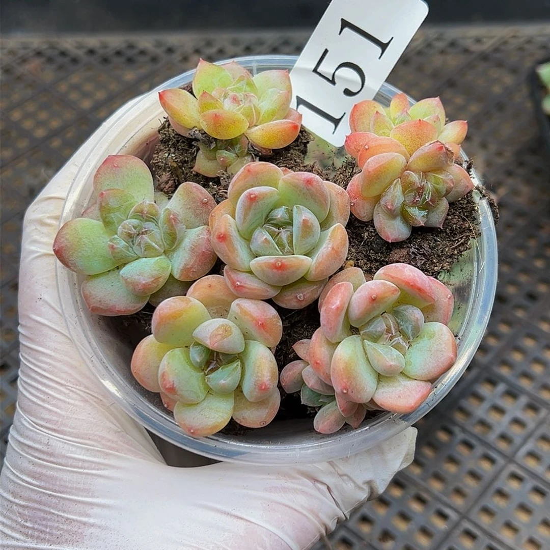 多肉植物多肉植物151