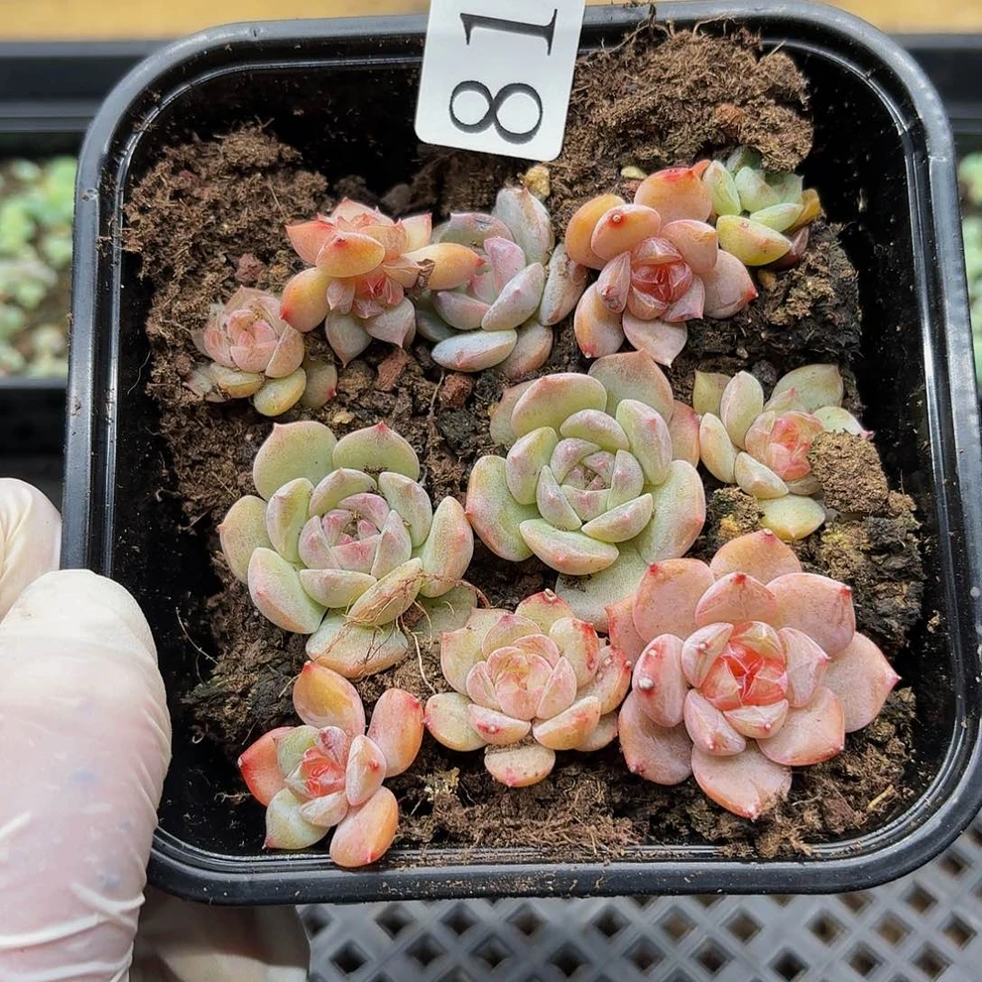 多肉植物多肉植物817