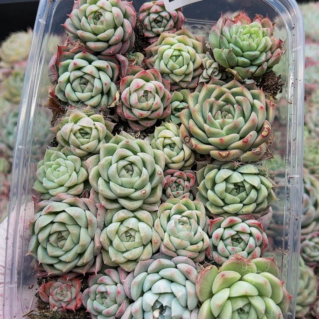 【闪购商品】20量拍