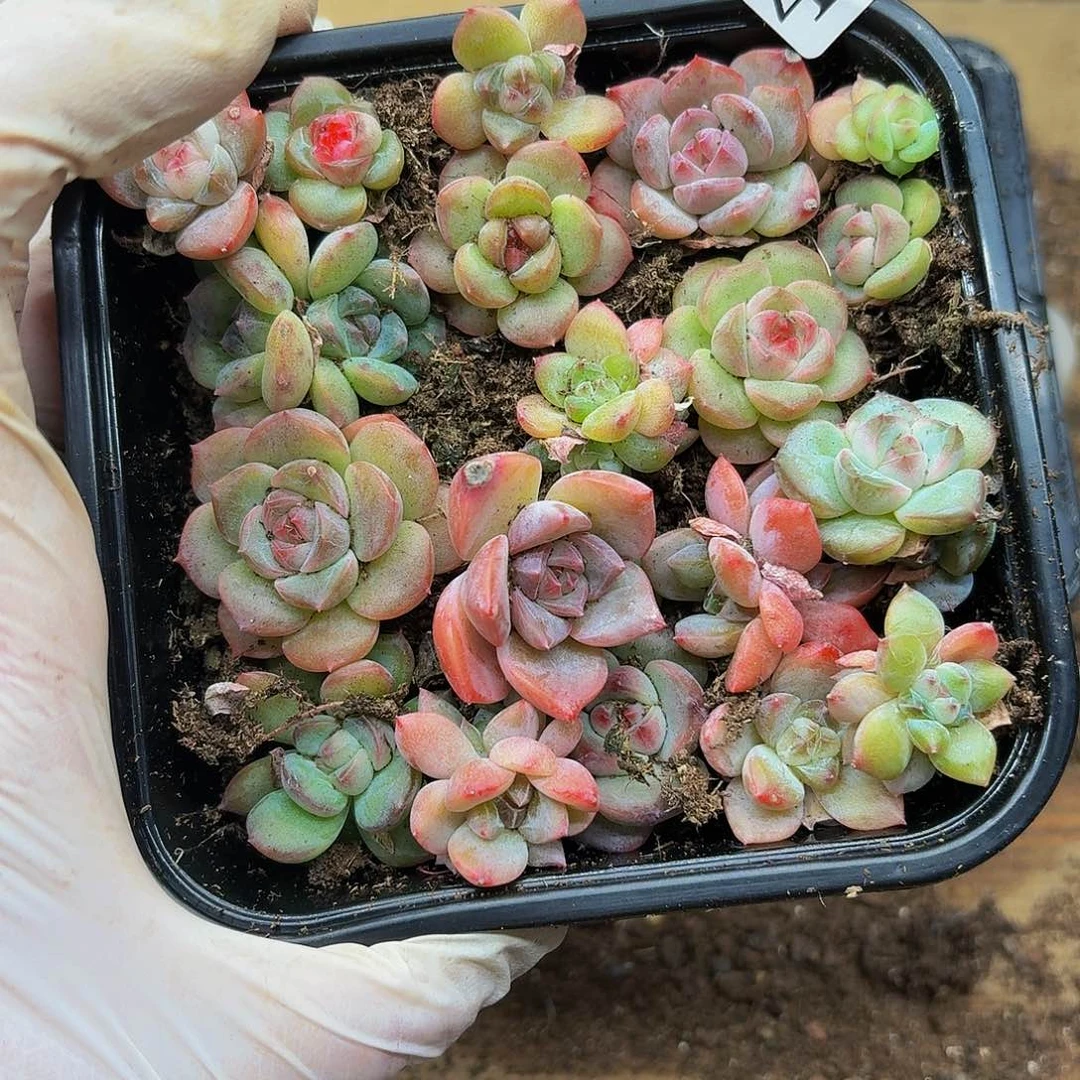 多肉植物多肉植物413