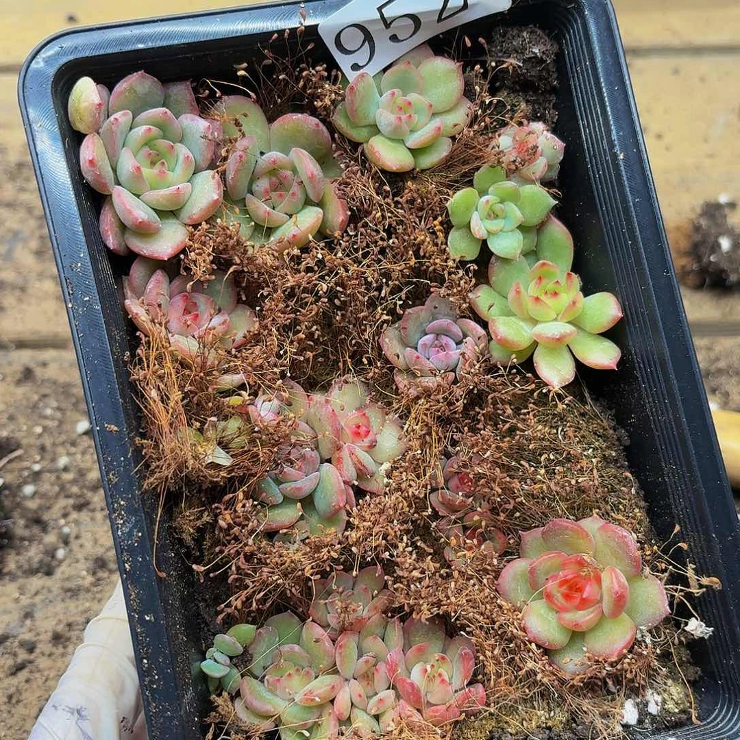 多肉植物多肉植物952