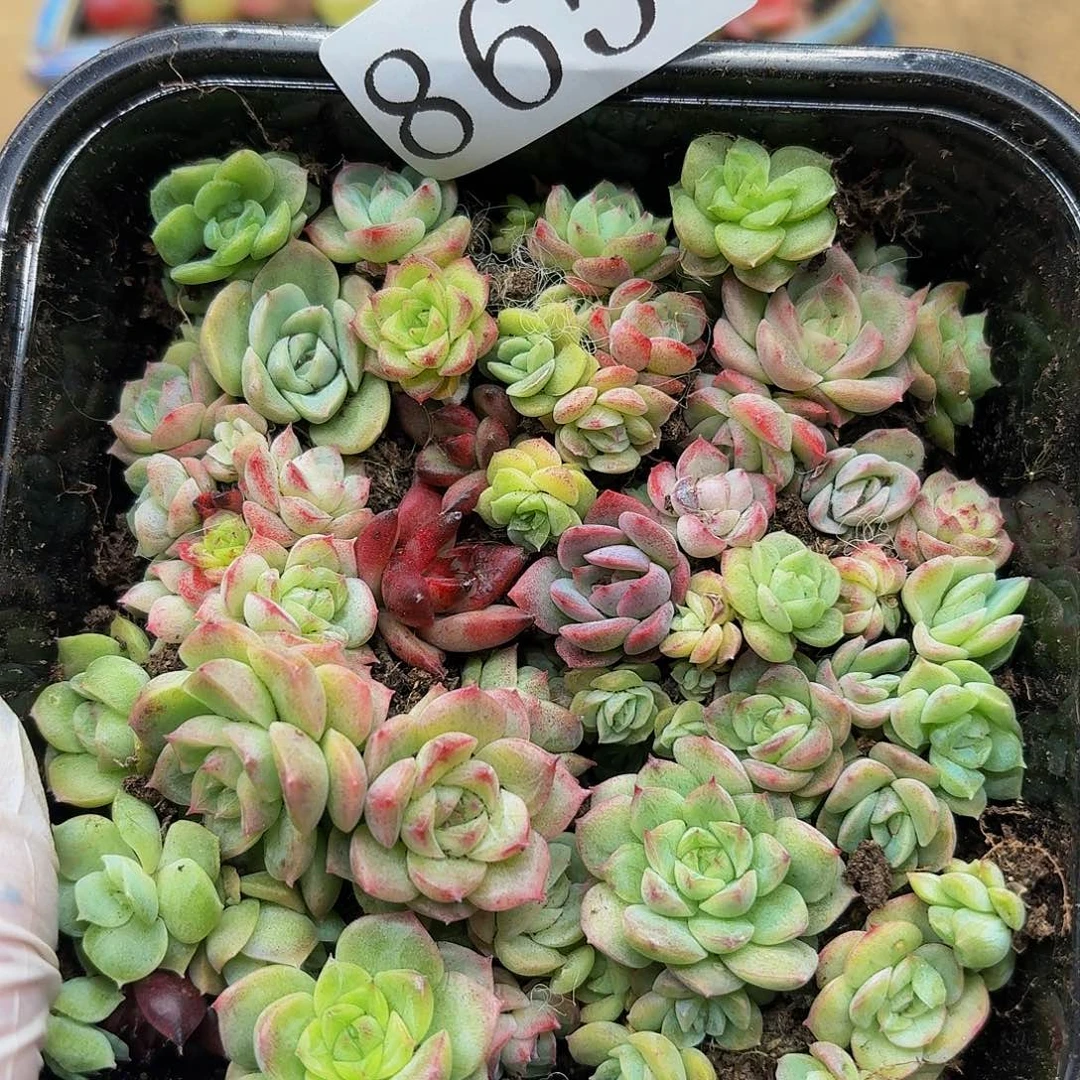 多肉植物多肉植物865