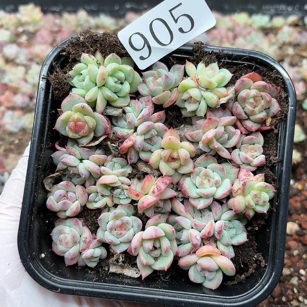 多肉植物多肉植物905