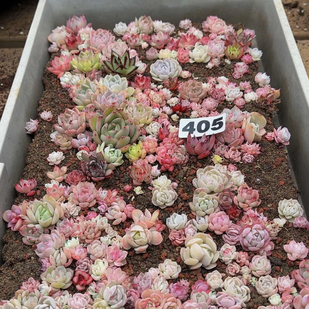 【闪购商品】小*椒多肉植物405