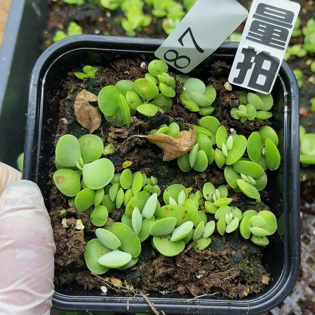 多肉植物多肉植物87量拍