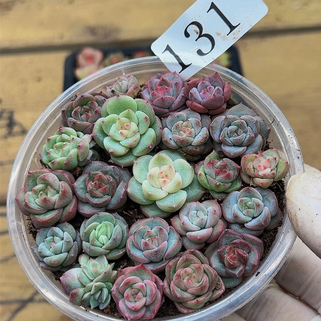 多肉植物多肉植物131