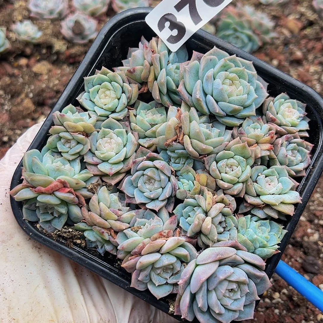 多肉植物多肉植物370