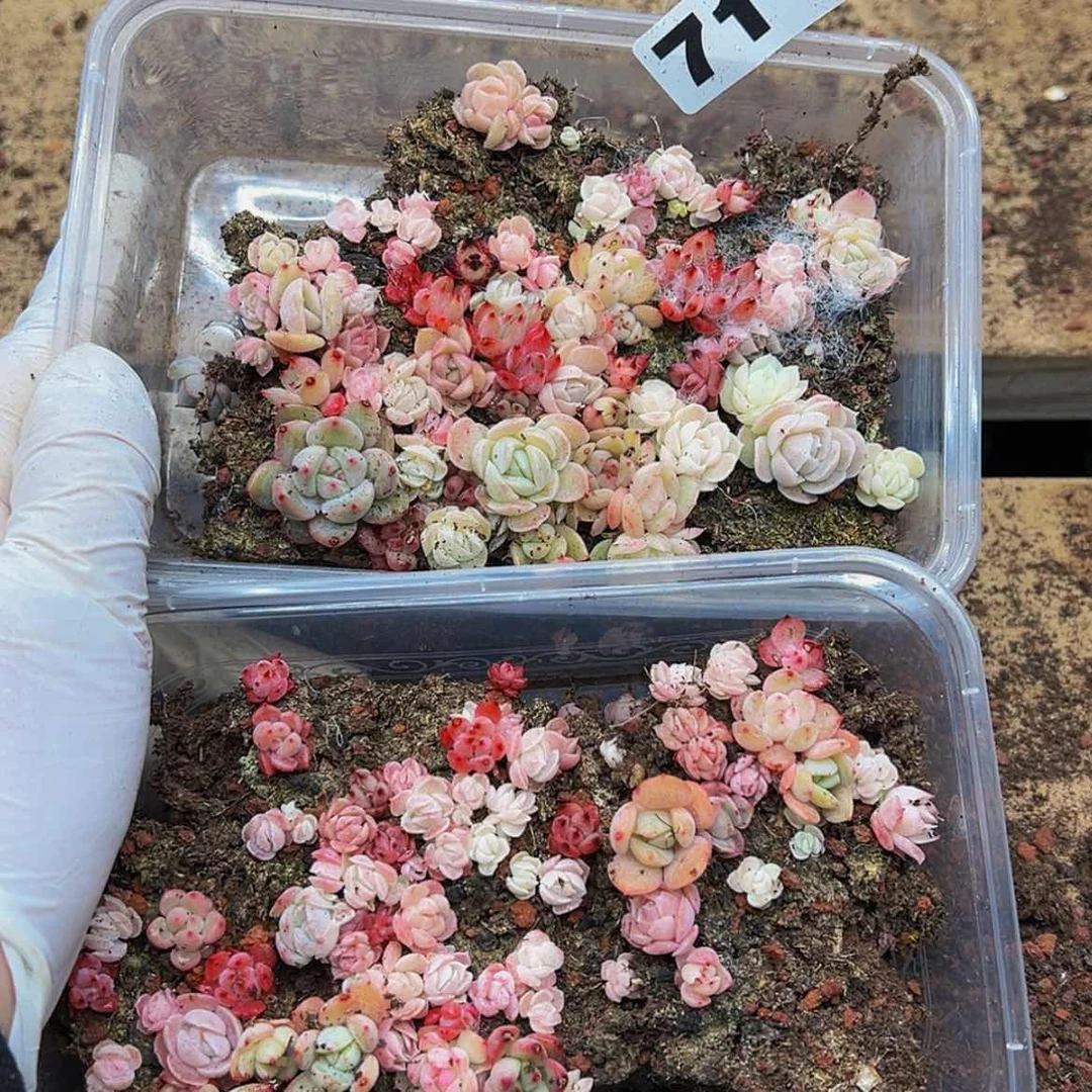 【闪购商品】多肉植物71