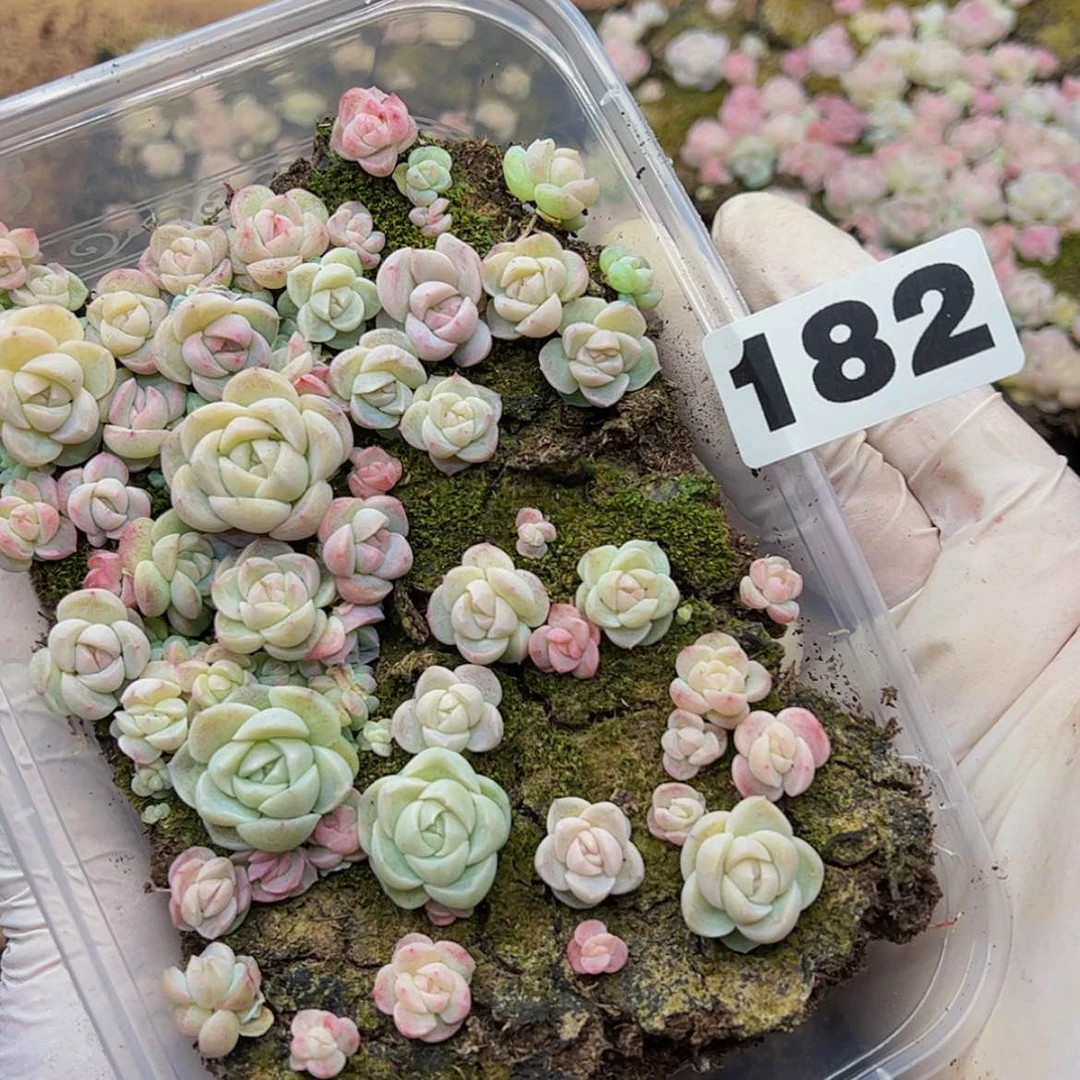 【闪购商品】多肉植物182
