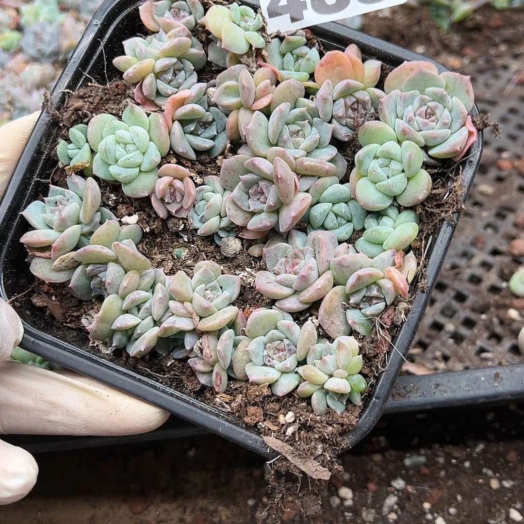 多肉植物多肉植物485
