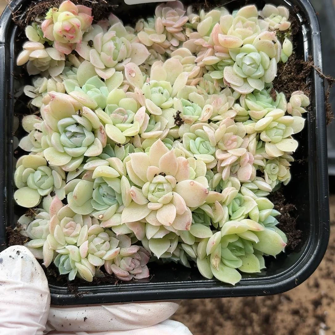 多肉植物多肉植物877