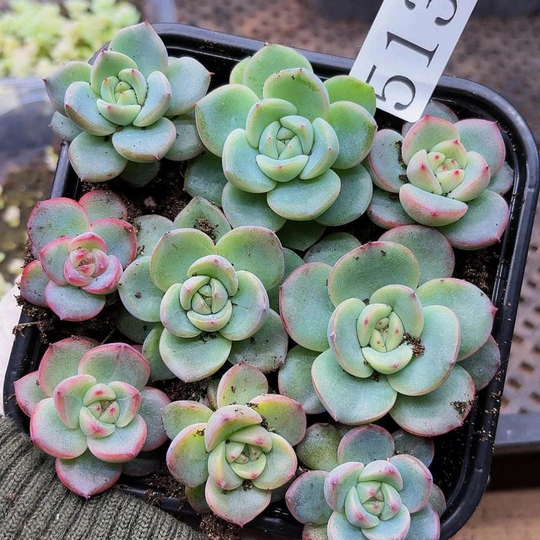 多肉植物多肉植物513