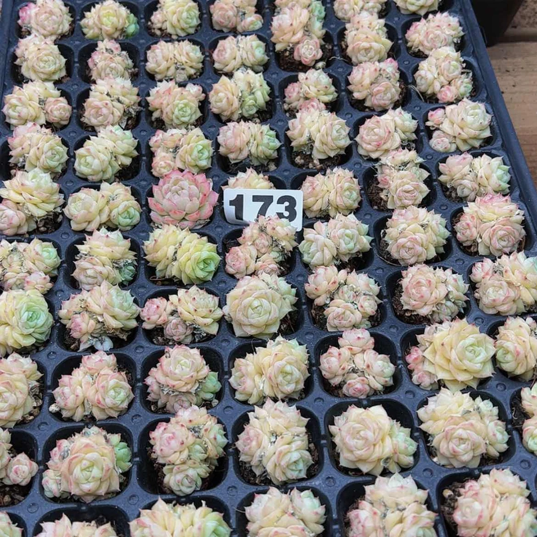【闪购商品】173量拍15颗