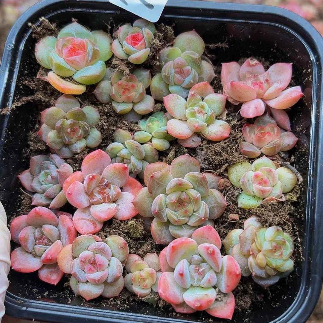 多肉植物多肉植物702