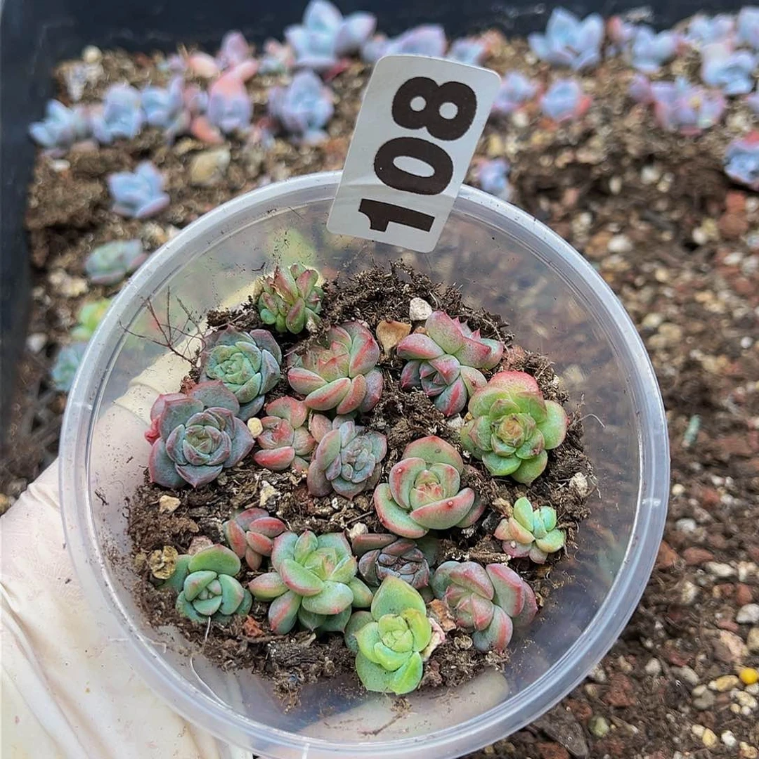 多肉植物多肉植物108