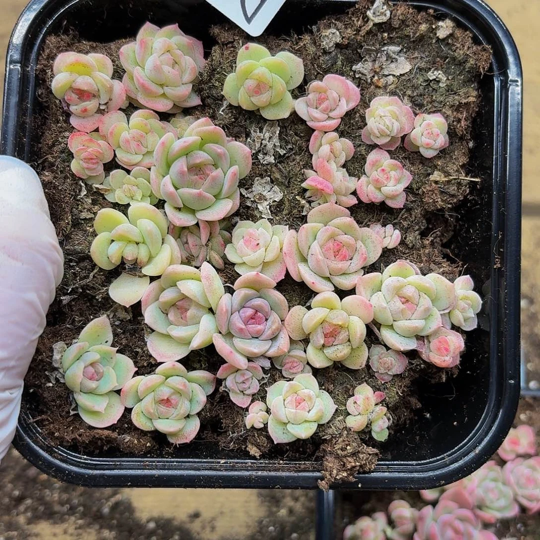 多肉植物多肉植物243