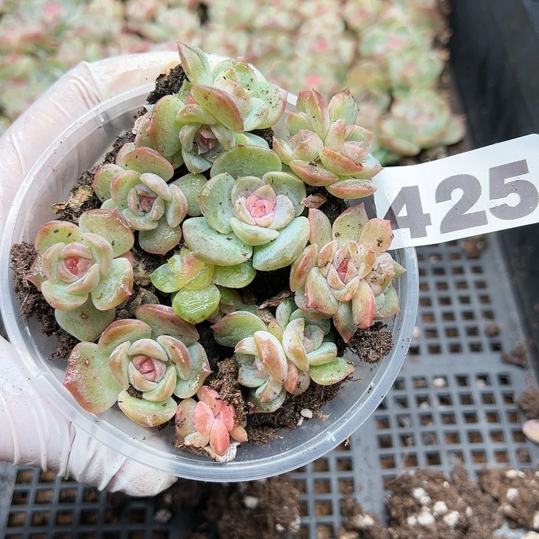 多肉植物多肉植物425