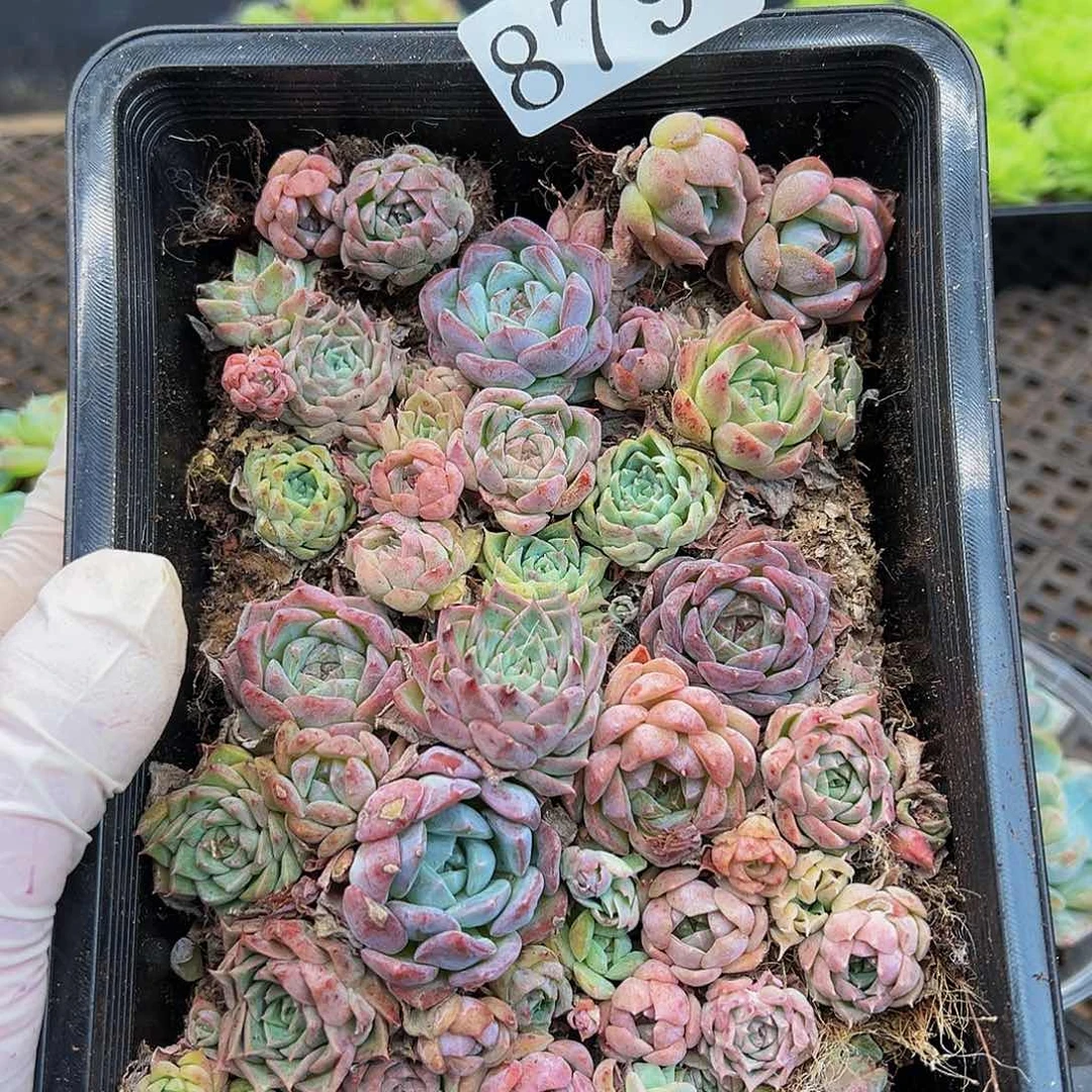 多肉植物多肉植物879