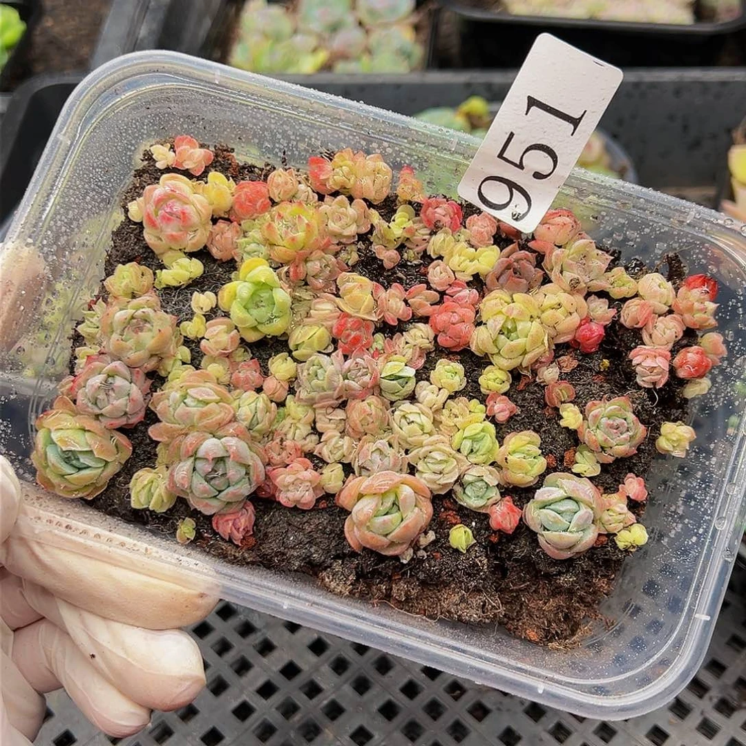 多肉植物多肉植物951