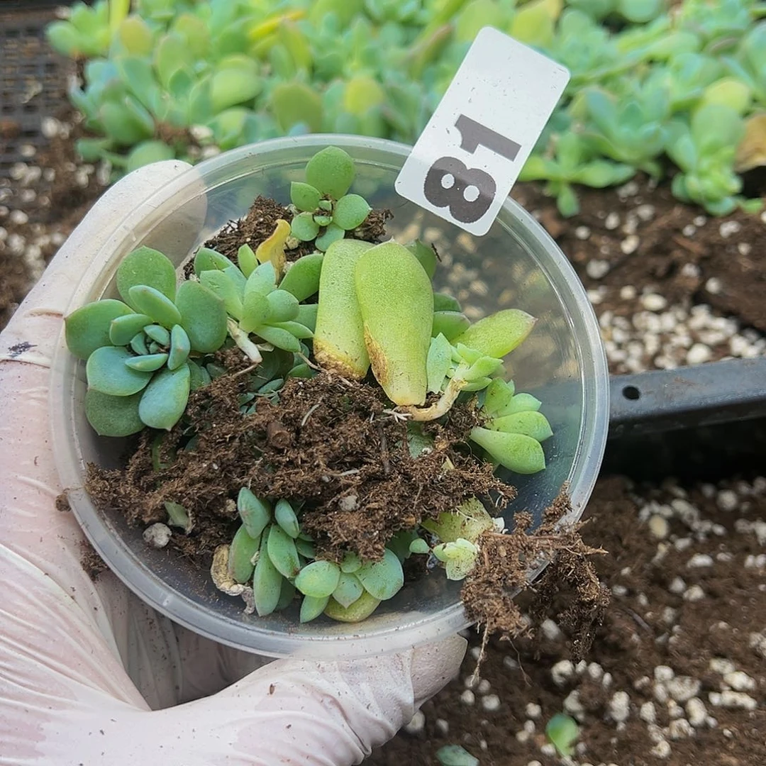 停*多肉植物多肉植物81