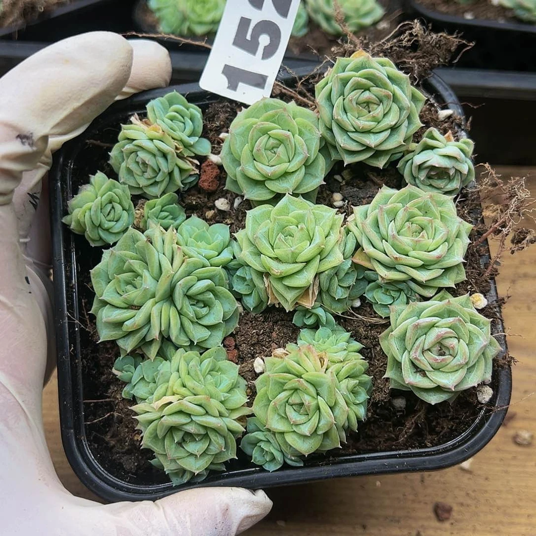 多肉植物多肉植物152