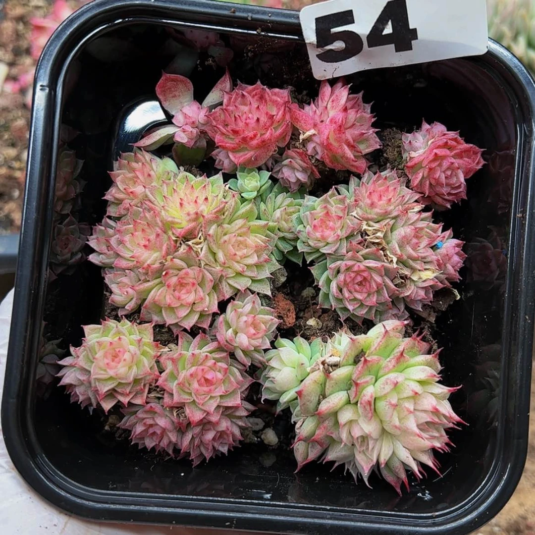 【闪购商品】多肉植物54