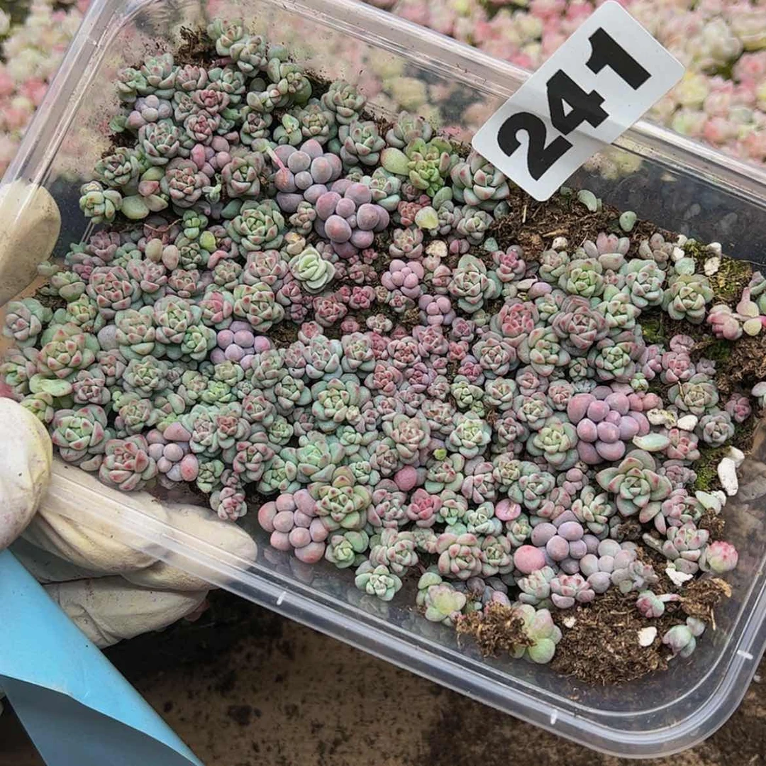 【闪购商品】多肉植物241