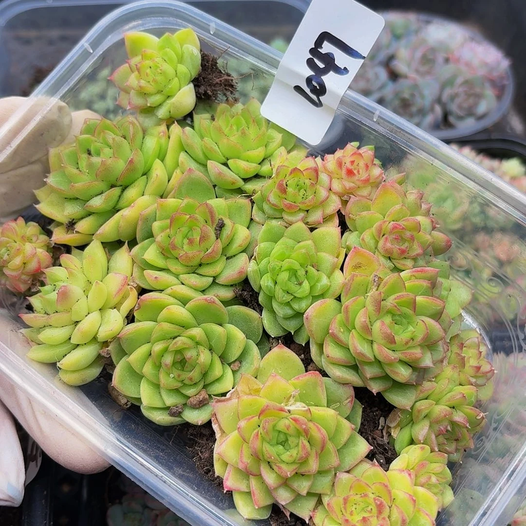 多肉植物多肉植物1047