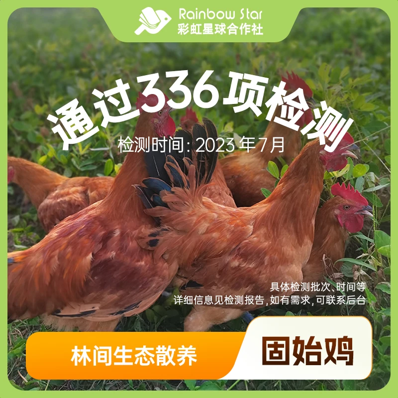 彩虹星球｜无抗固始鸡三只装（750g/只）林间大别山高山林间散养农家