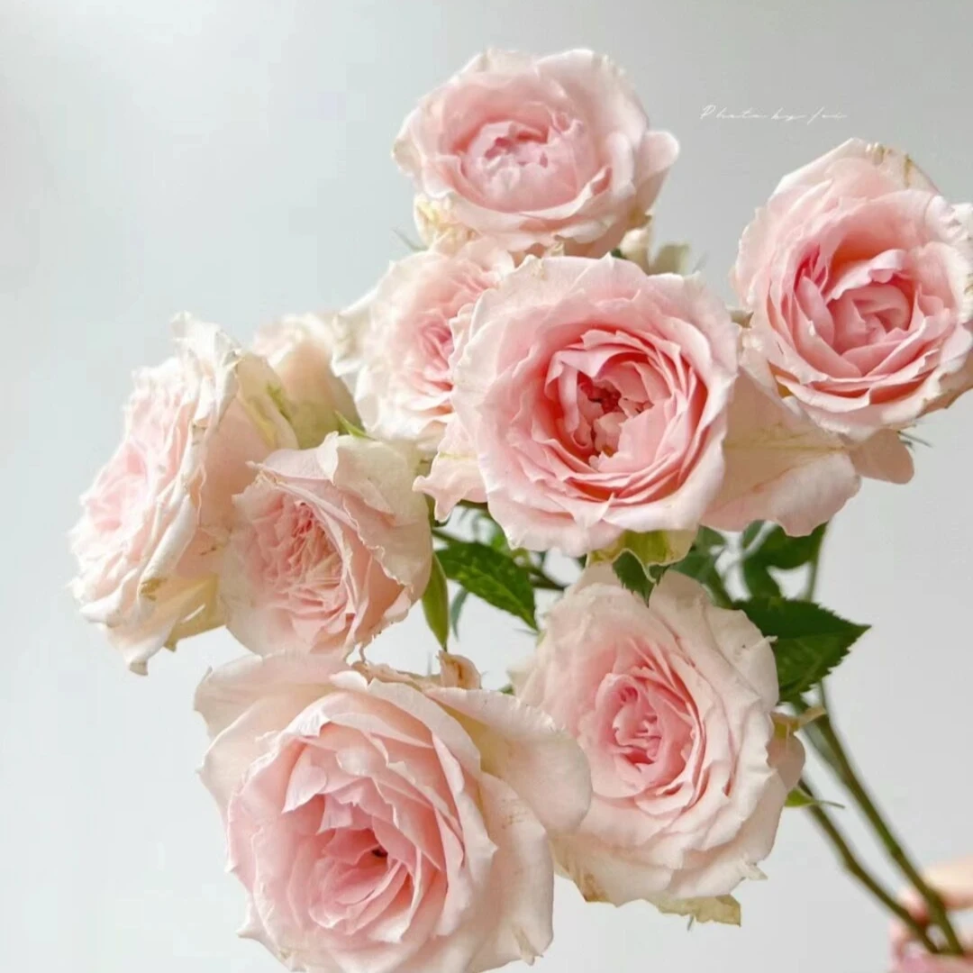 星悦宝贝多头玫瑰现采现发（两单包邮退运费一单不退）