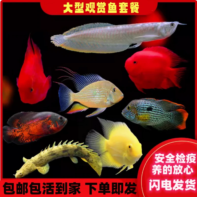 直播大型观赏鱼龙鱼配鱼大型观赏鱼热带鱼鹦鹉财神好养耐活