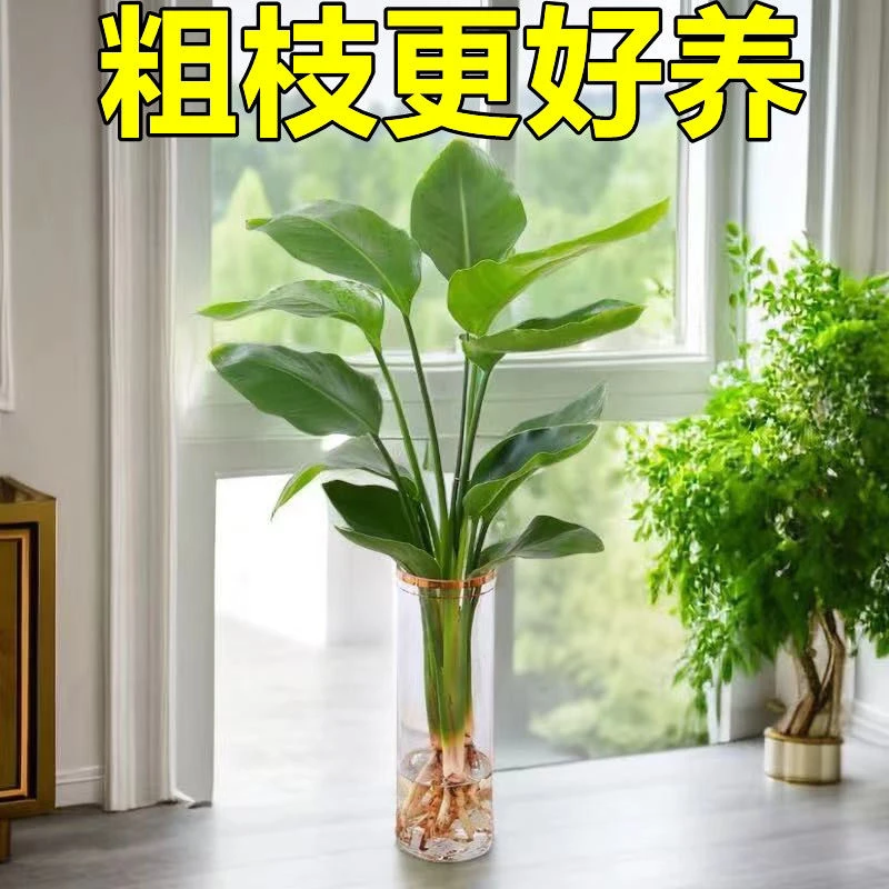 天堂鸟无土纯水培植物室内好养花卉盆栽易活桌面绿植鹤望兰吸甲醛