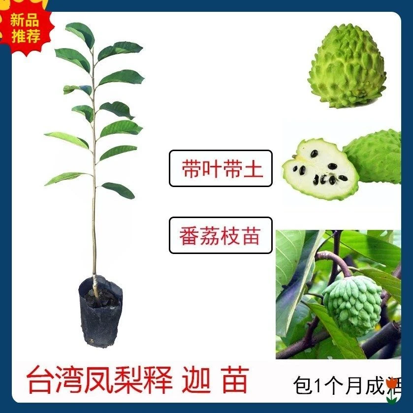 释迦果苗台湾凤梨释迦番荔枝佛陀苗种植释迦树苗带土庭院广东发货