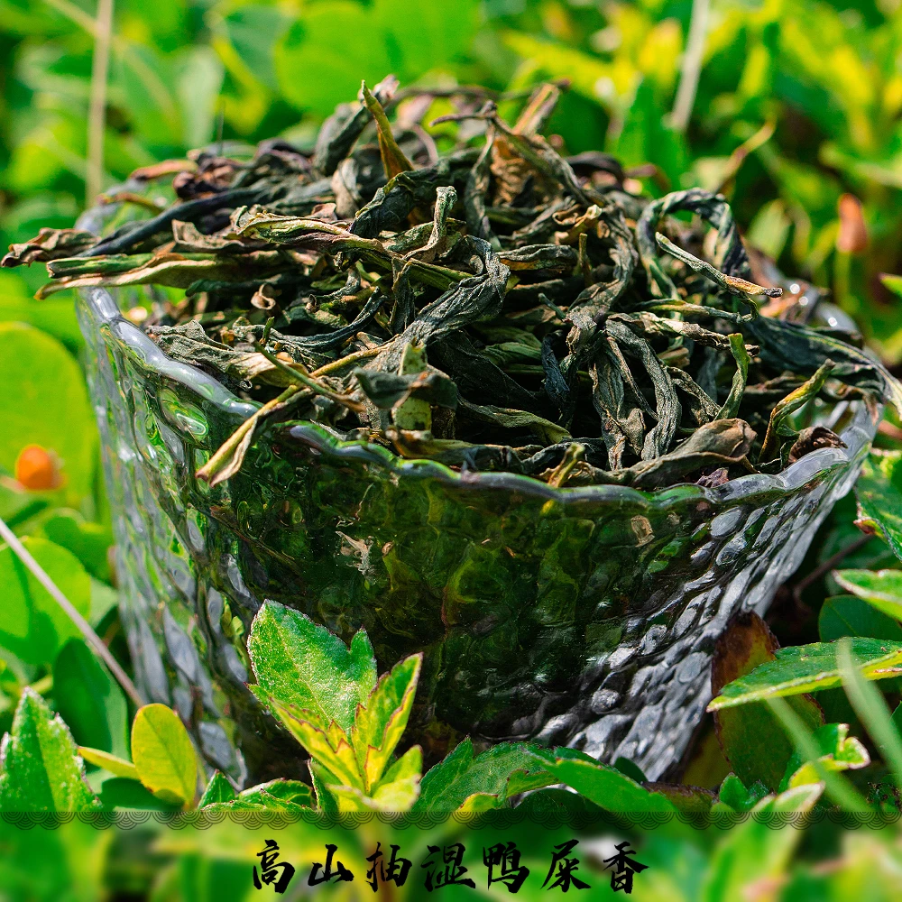 高山抽湿鸭屎香单丛茶春季花香正宗传统潮州凤凰茶凤凰单枞茶叶