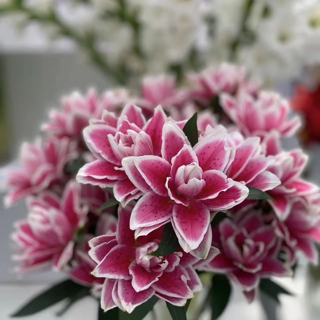 【琪琪鲜花】火星重瓣百合美丽鲜花水养花香水百合不懂养护联系客服